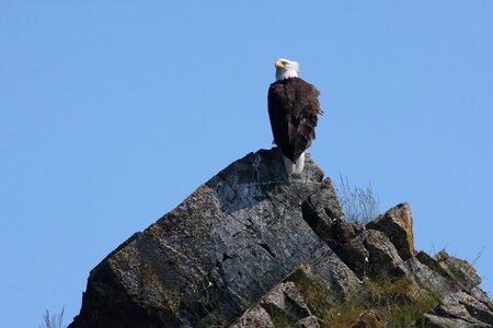 Bird raptor looking
