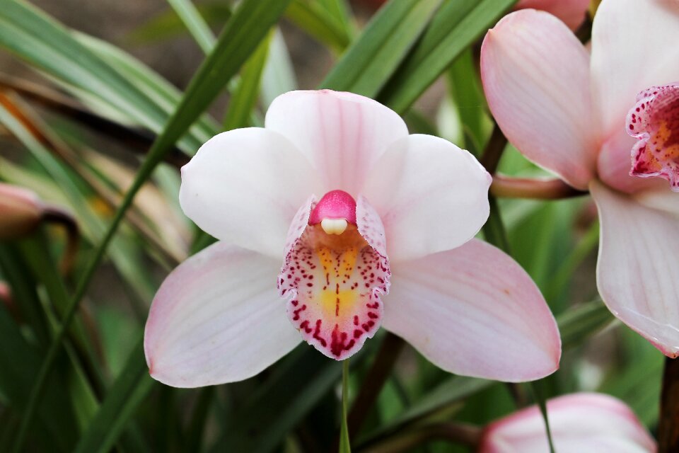 White nature plant