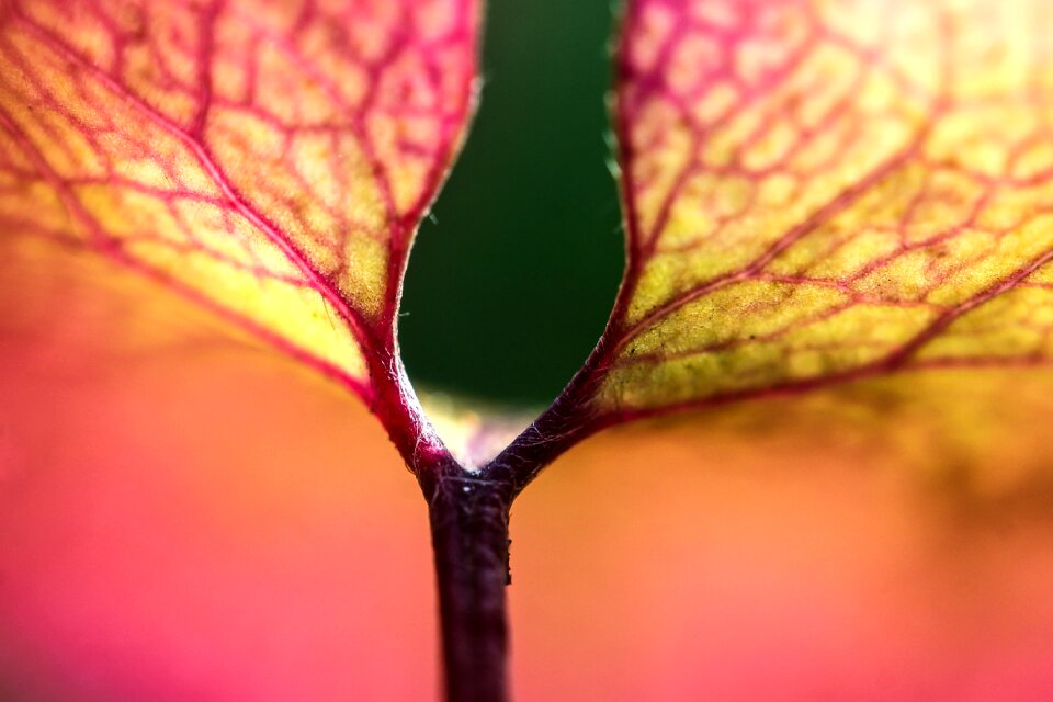 Macro colorful leaf leaf veins