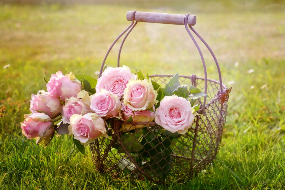 Pink rose rose bloom rose blooms
