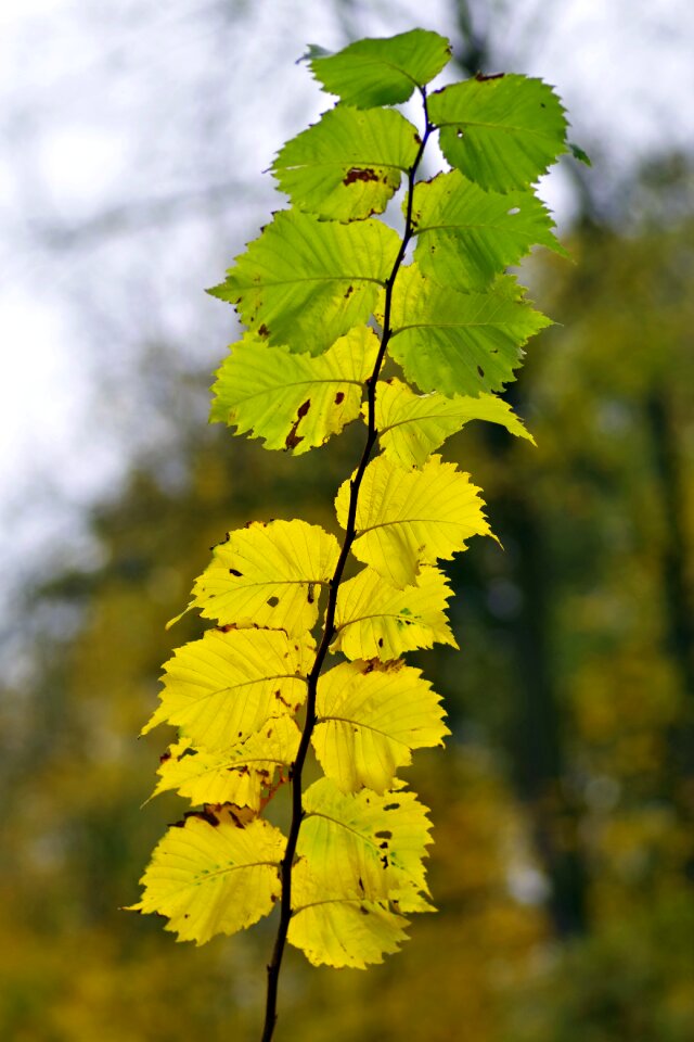 Sprig tree forest