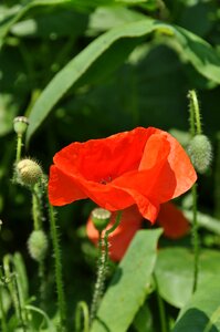 Poppy nature red