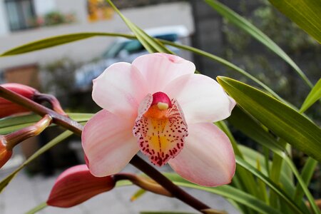 White nature plant