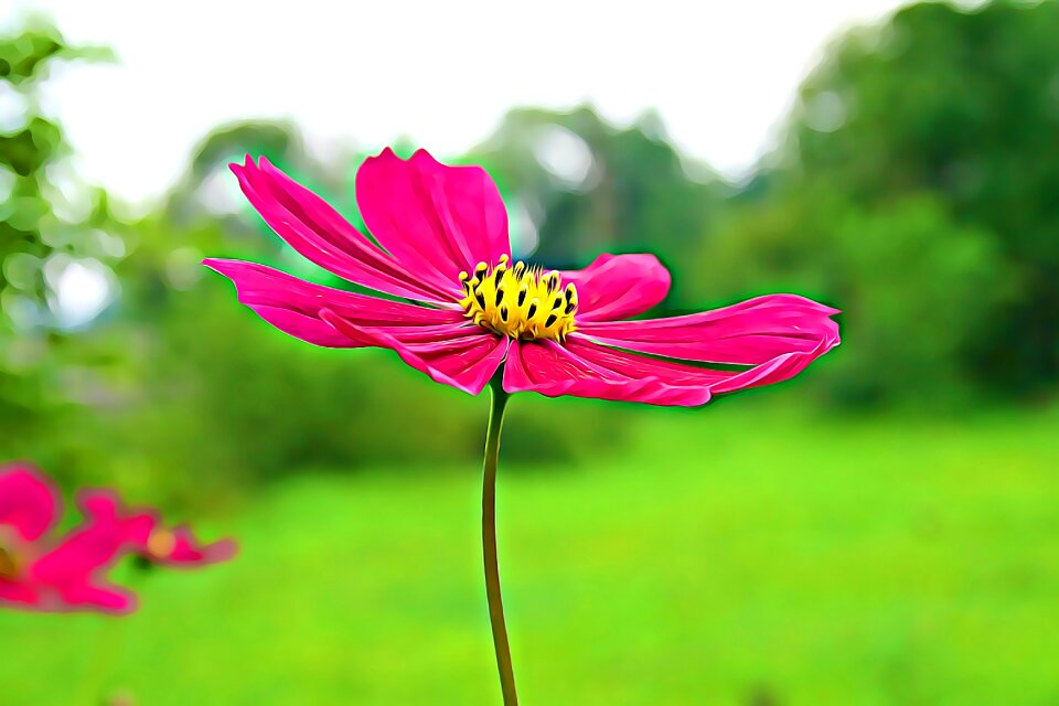 Garden flowers nature