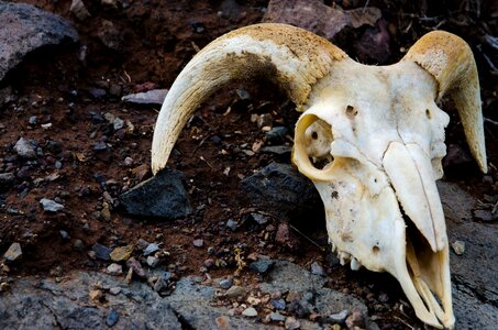Showing skull skellett