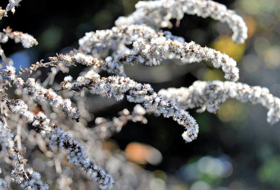 Plant nature close up