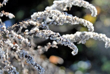 Plant nature close up