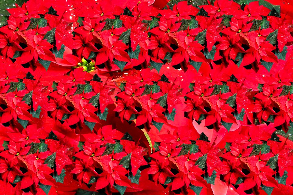 Flower greeting card christmas greeting