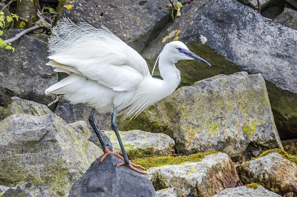 Nature birds waterfront