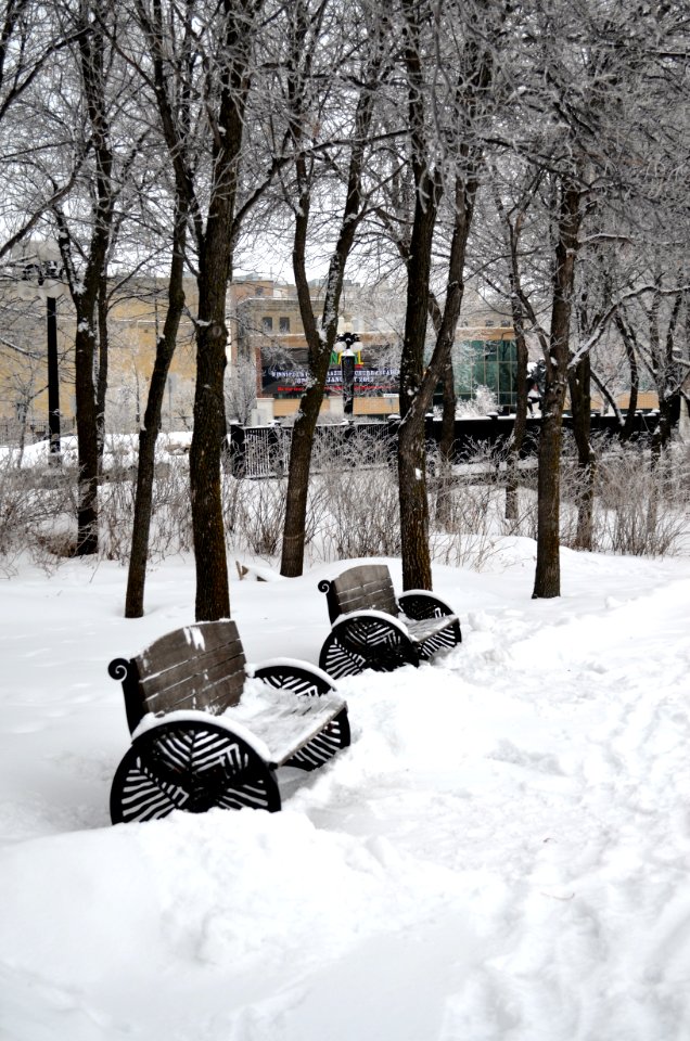 Park benches in Stephen Juba Park in winter