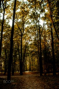 Park (216138353)