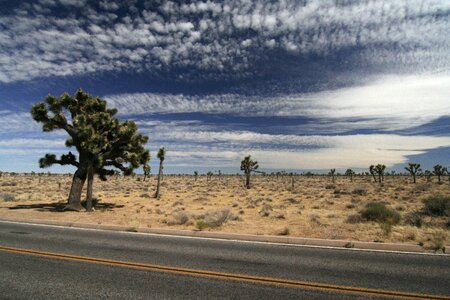 National park landscape joshua