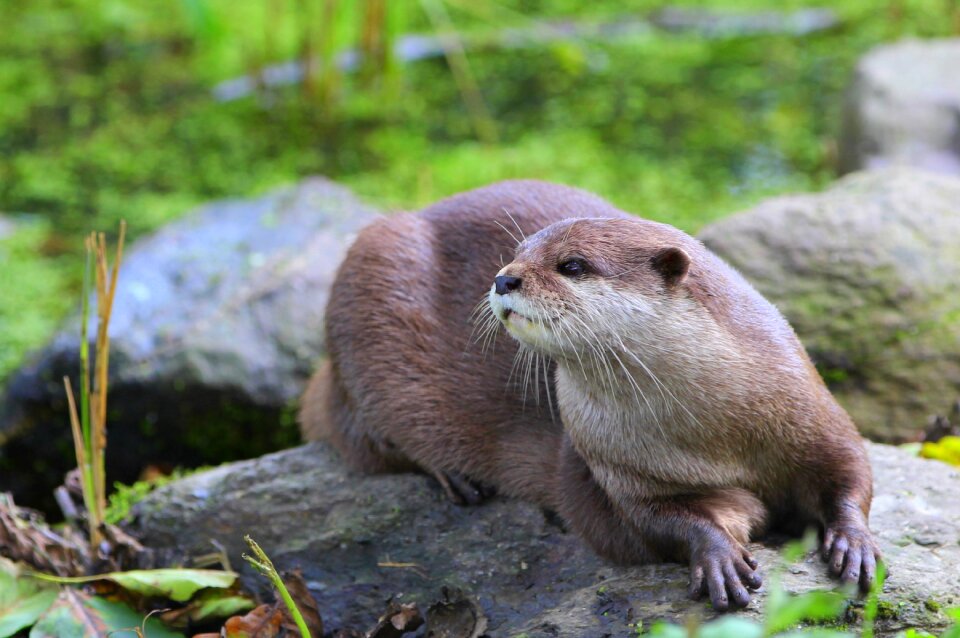 Close up otter animal