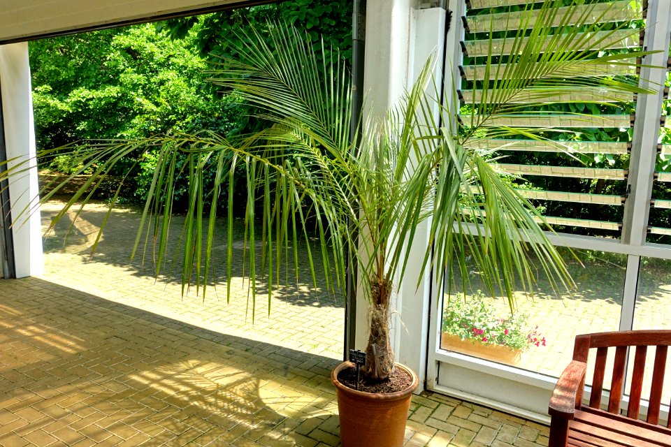 Parajubaea torallyi - Savill Garden - Windsor Great Park, England - DSC06120