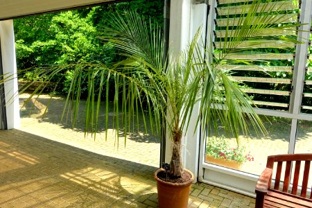 Parajubaea torallyi - Savill Garden - Windsor Great Park, England - DSC06120
