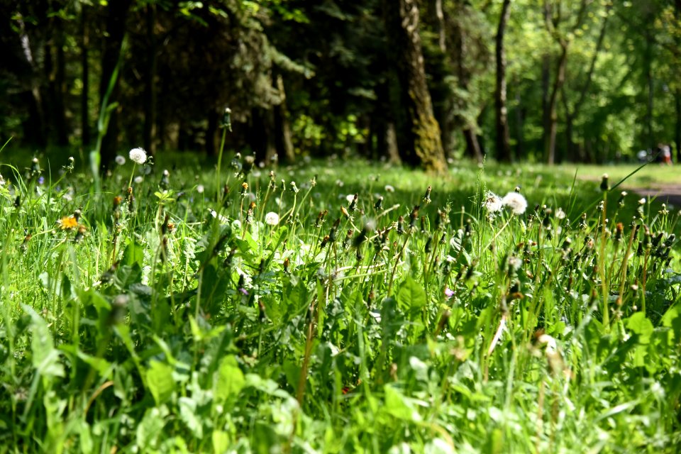 Park Piłsudskiego in Łódź May 2019 002