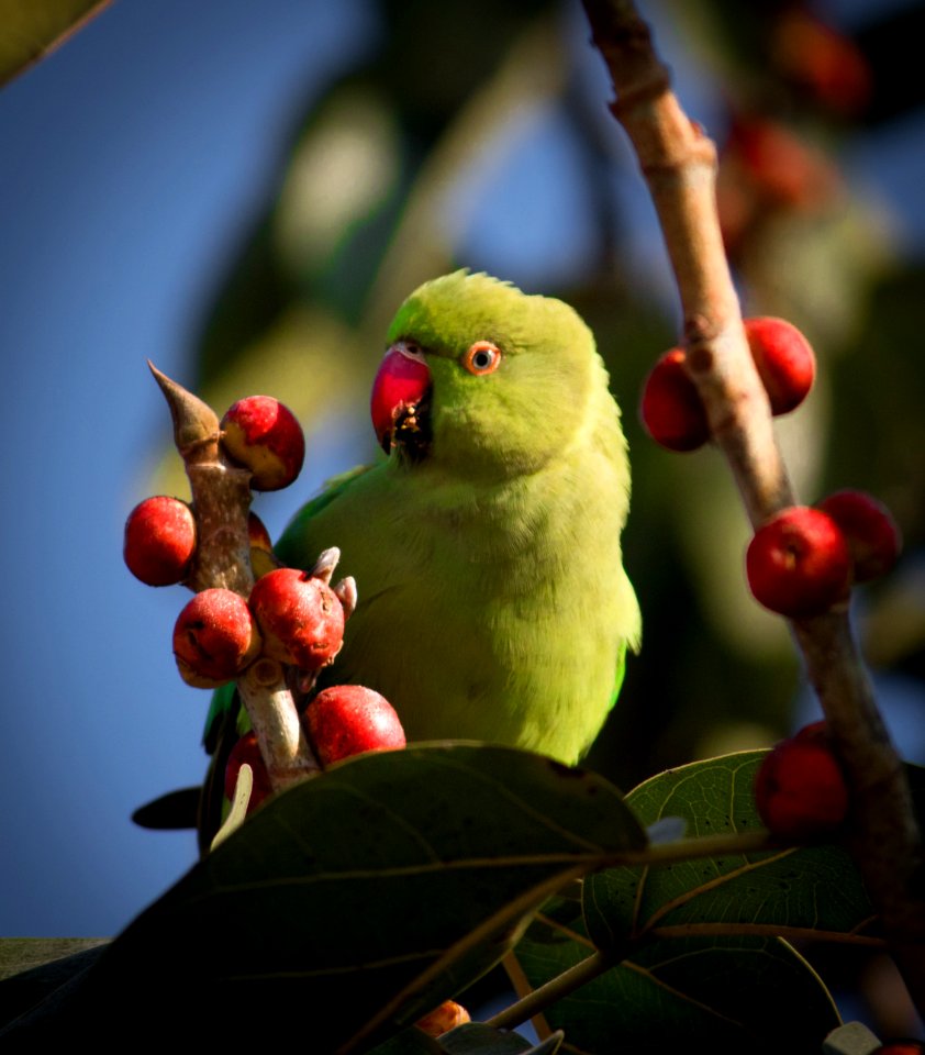 Parakeet eating fruits