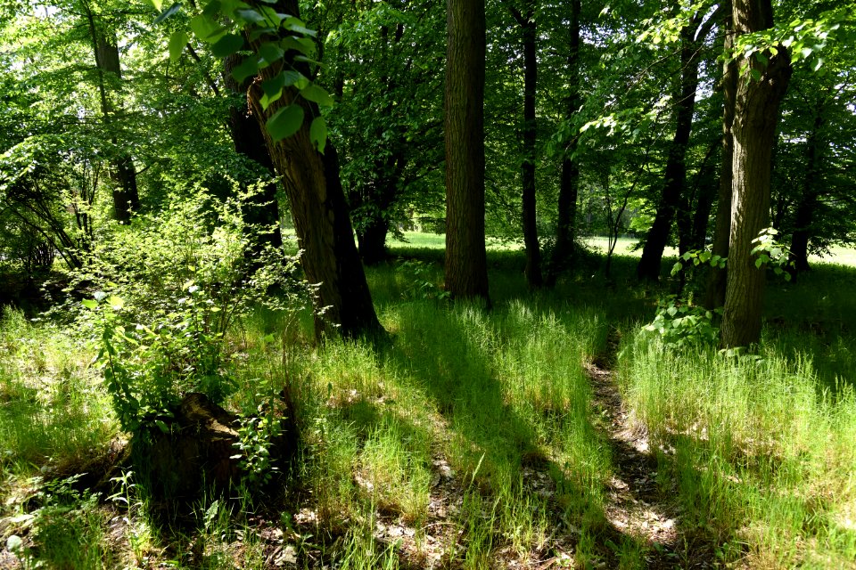 Park Piłsudskiego in Łódź May 2019 001
