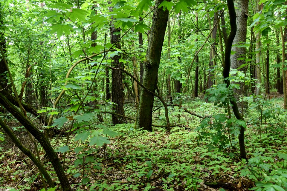 Park Piłsudskiego in Łódź May 2019 006
