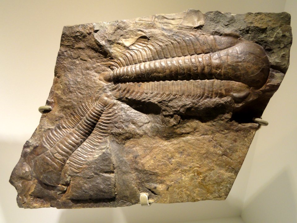 Paradoxides gracilis, Middle Cambrian, Jince Formation, Vinice Hill near Jince, Pribram District, Czech Republic - Houston Museum of Natural Science - DSC01674