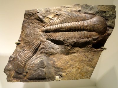 Paradoxides gracilis, Middle Cambrian, Jince Formation, Vinice Hill near Jince, Pribram District, Czech Republic - Houston Museum of Natural Science - DSC01674