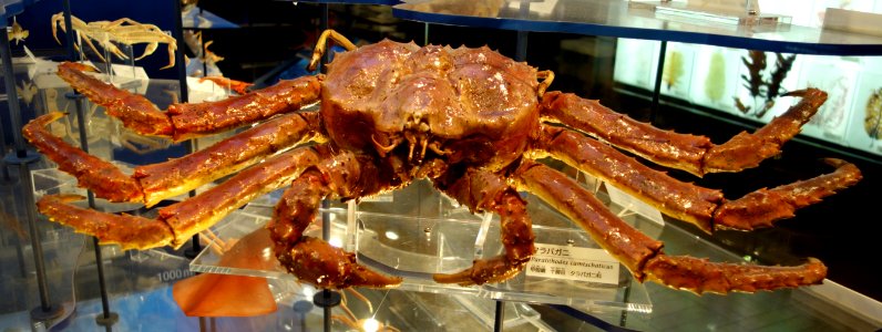 Paralithodes camtschaticus - National Museum of Nature and Science, Tokyo - DSC06898