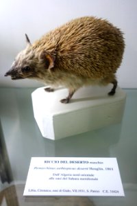 Paraechinus aethiopicus (Hemiechinus aethiopicus) - Museo Civico di Storia Naturale Giacomo Doria - Genoa, Italy - DSC02763