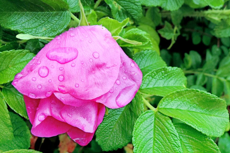 Wild rose raindrop pink