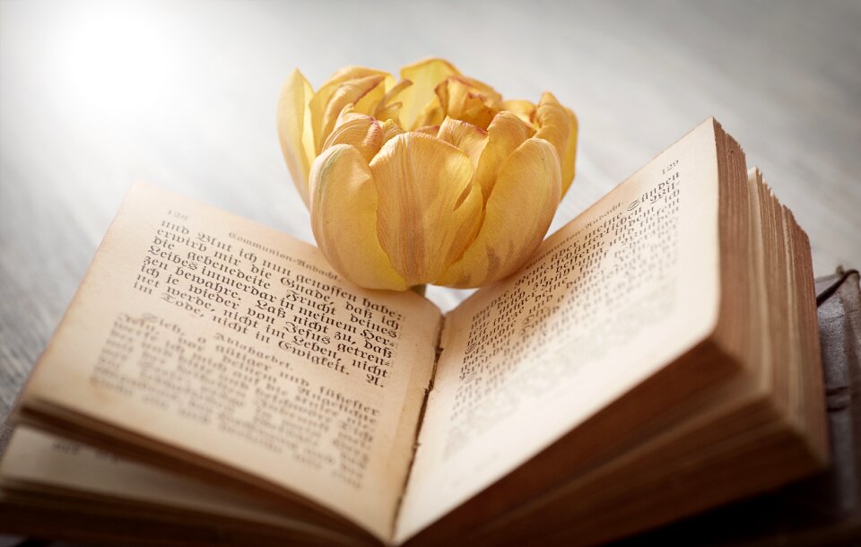 Tulip blossom bloom