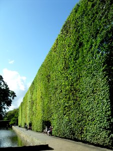 Park Oliwski – żywa ściana