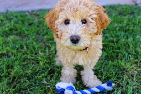 Cute puppy cute dog blonde