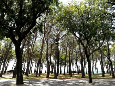 Park in Trieste