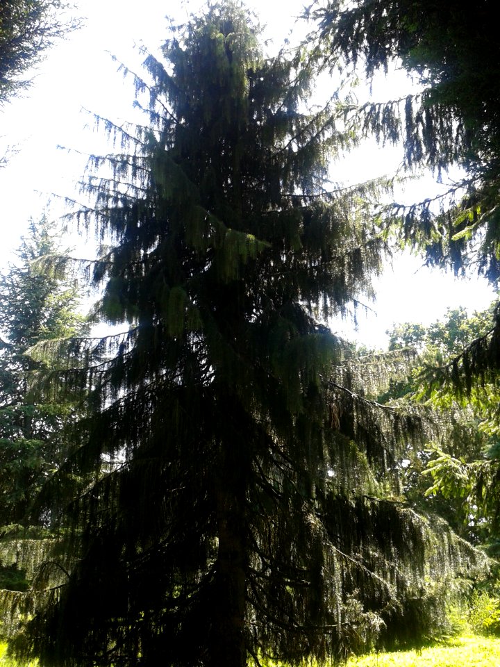 Parc arboretum du manoir aux loups 03