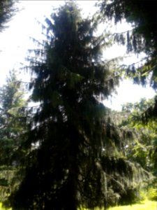 Parc arboretum du manoir aux loups 03
