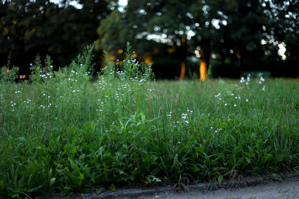 Park Helenow Lodz August 2018 0001