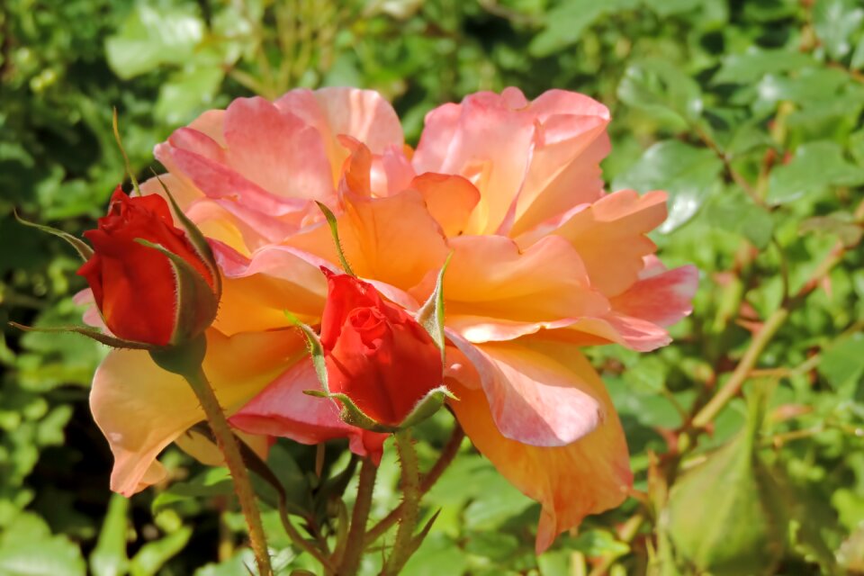 Floribunda salmon bud