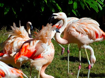 Bird nature colorful