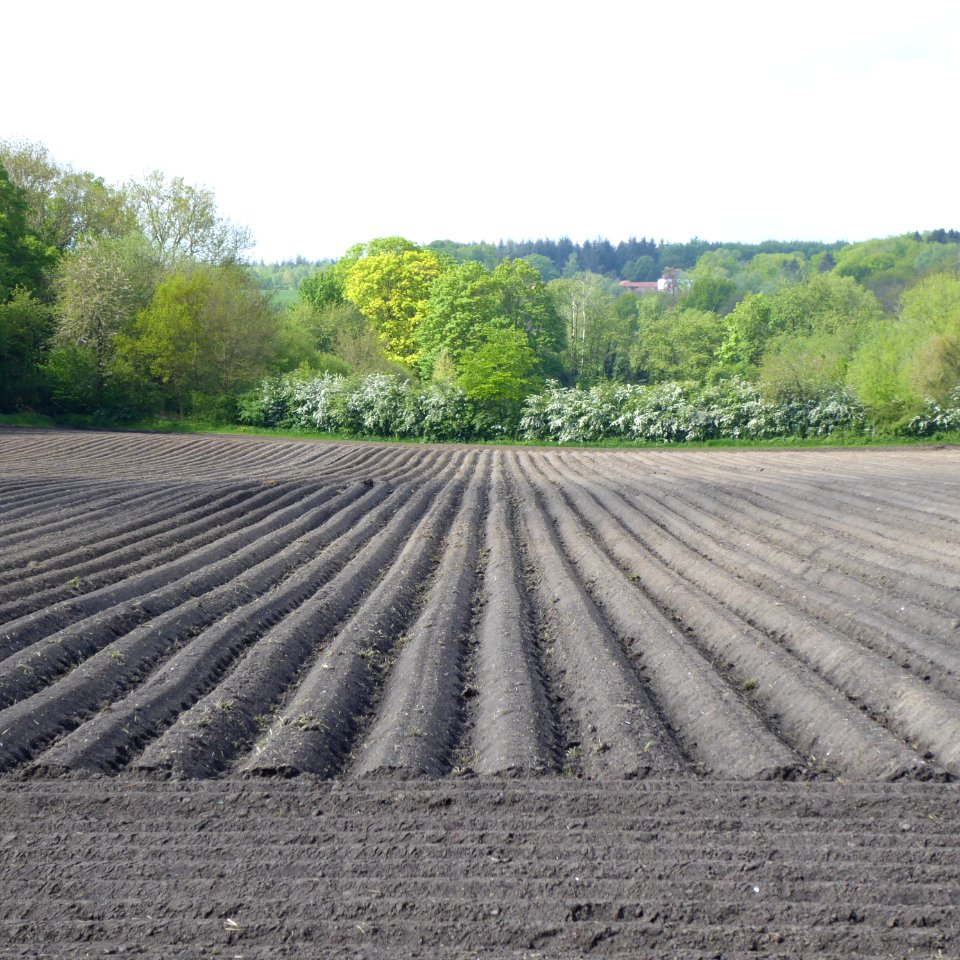 Parallele Kartoffelfurchen
