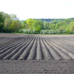 Parallele Kartoffelfurchen