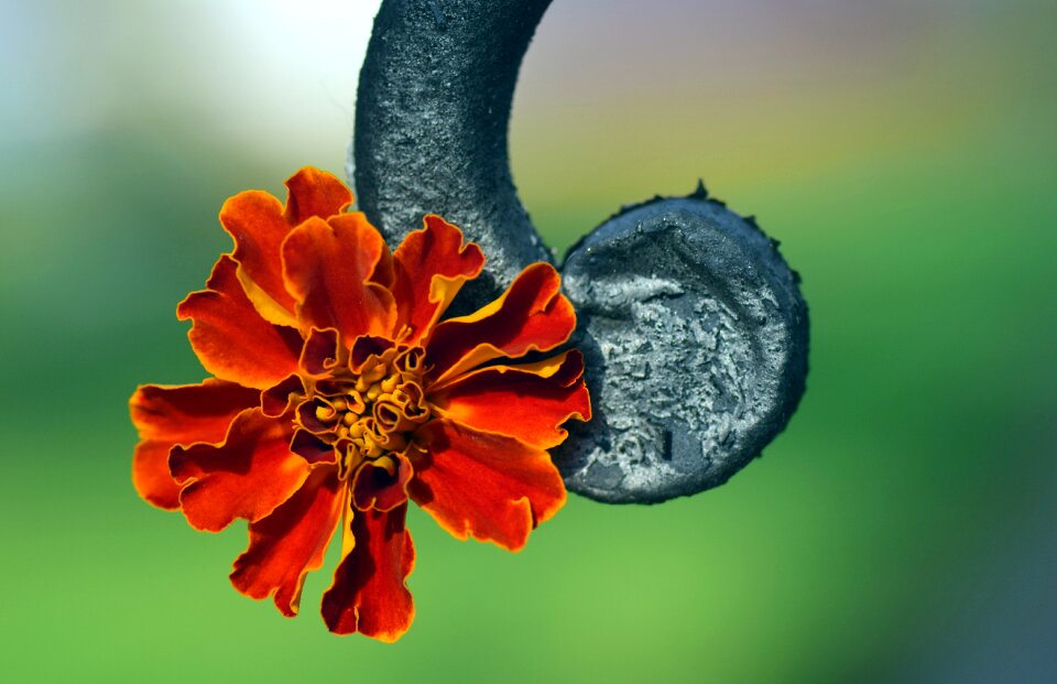 Bloom flower beautiful