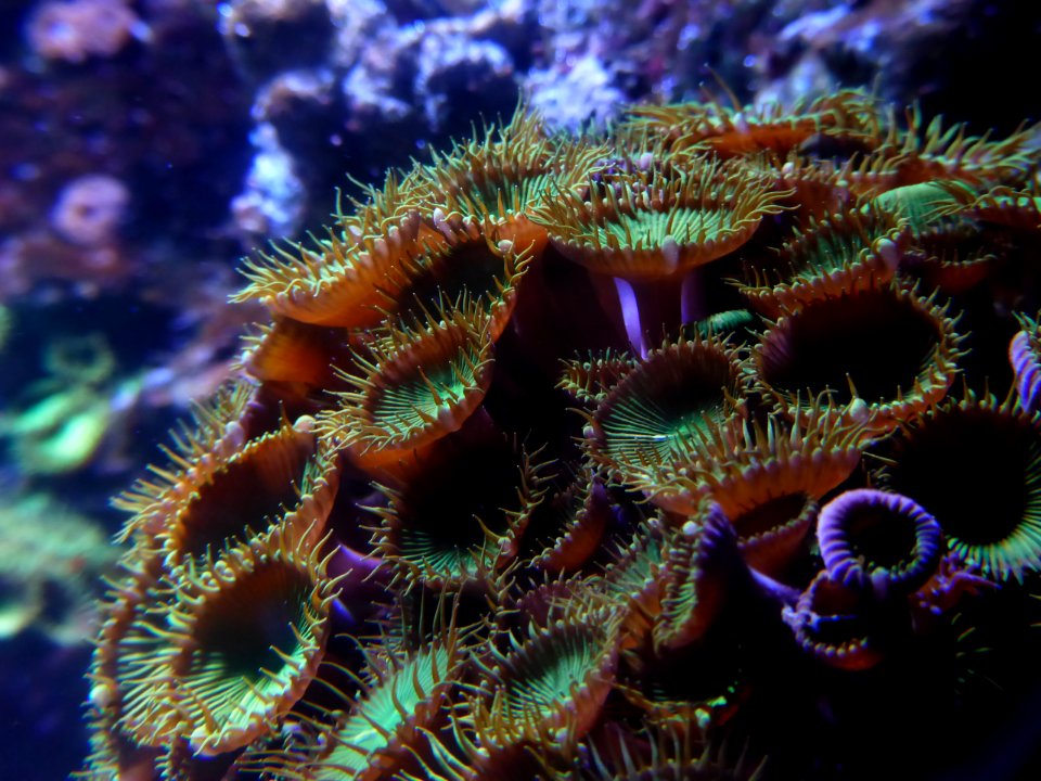 Parazoanthus-axinellae-1