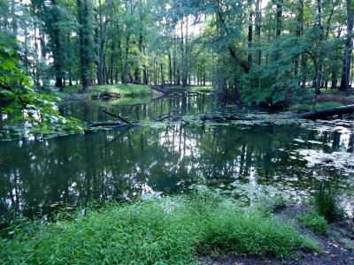 Park scene Union county leaves and trees and stream