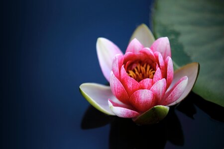 Blossom flower pink photo