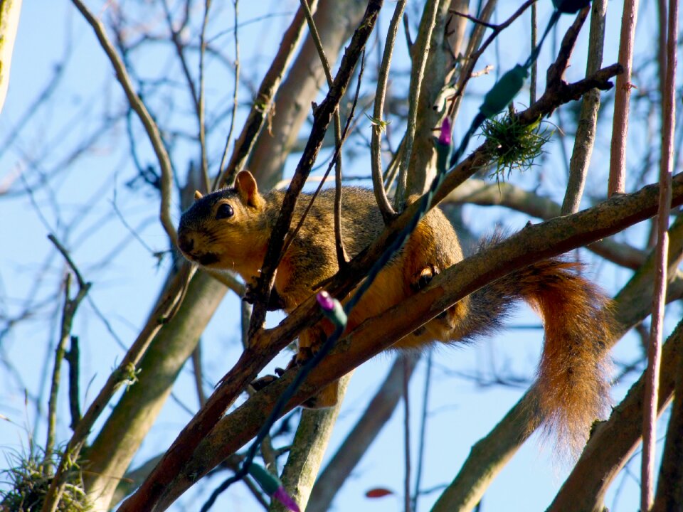 Nature park forest photo