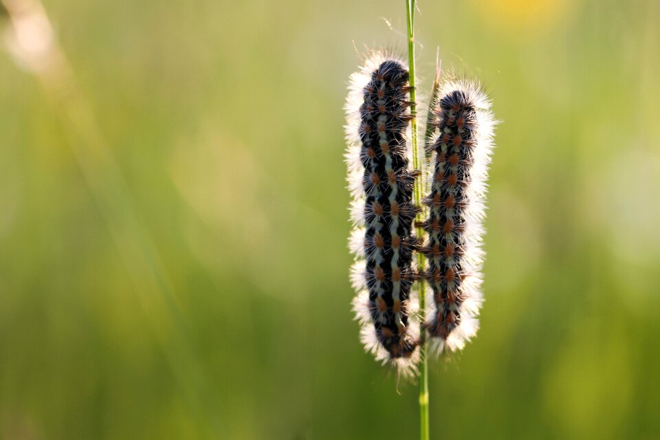 Macro summer animal love