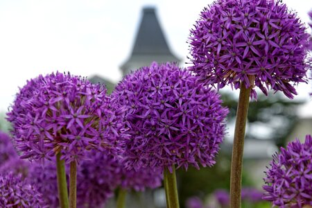 Garden bloom silent photo