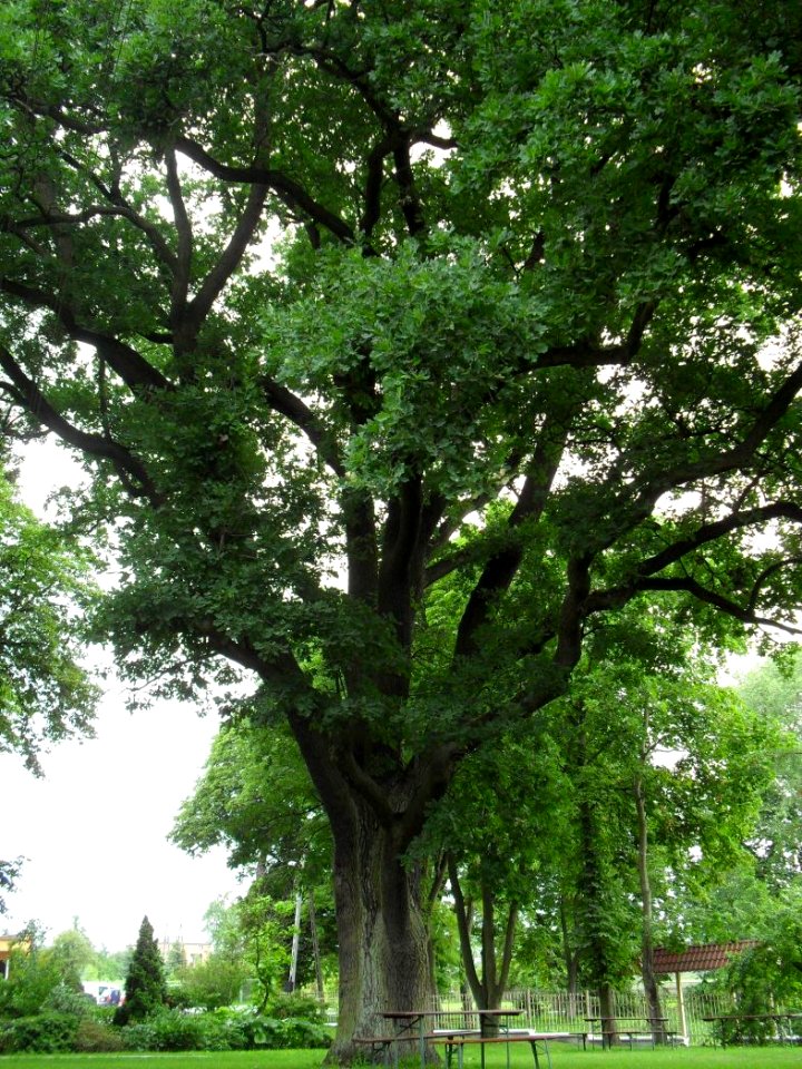 Park Gołuszyce