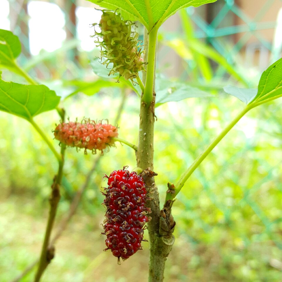 Natural vegetarian fruit
