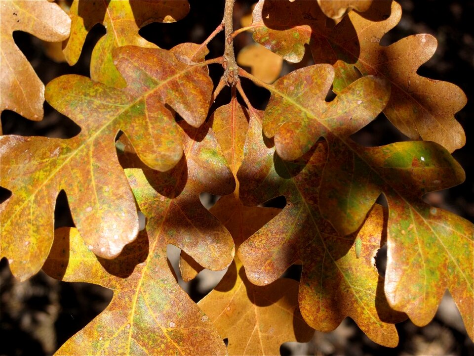 Oak outdoors trees