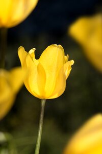 Flower yellow flower blossom